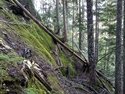 Olympic Peninsula Forests