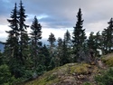 Olympic Peninsula Forests