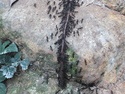 Ants carrying away a worm