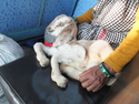 Baby goat on my bus