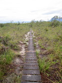 Bako path