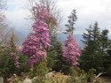 Beautiful flowers on haba mountain