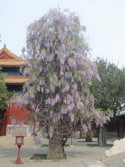 Beautiful tree at confucian temple