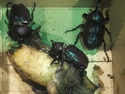 Beetles in a box