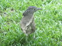 Bird in building lawn in taipei