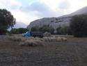 Blue truck and grain harvest