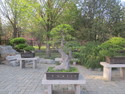 Bonsai at beijing botanical garden
