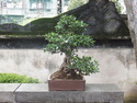 Bonsai at lin family garden