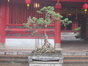 Bonsai at temple of literature