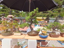 Bonsai in kyoto market