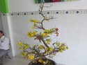 Bonsaid mai tree