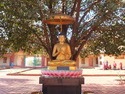 Buddha statue under tree