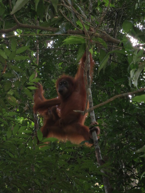 An Orangutan from Bukit Lawang in North Sumatra