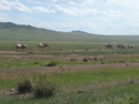 Camels on mongolian plain