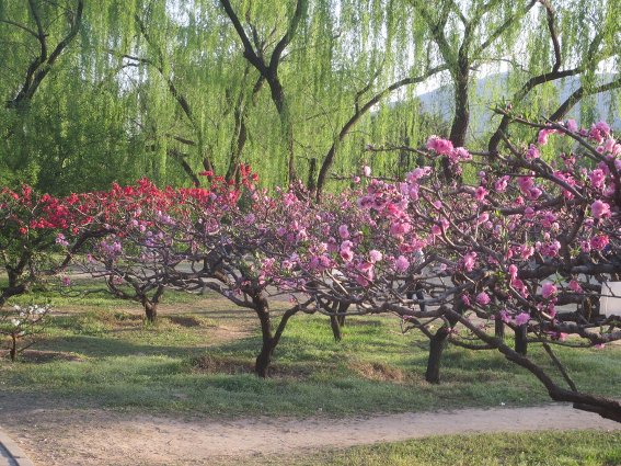 Blooming cherry trees at Beijing Botanical Gardens