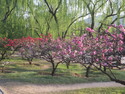 Cherry trees at beijing botanical garden