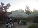 Cherry trees at beijing botanical garden