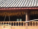 Corn drying in haba villiage