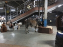 Cow at train station