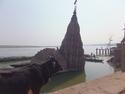 Cow in front of sinking stone tower along the ganges