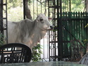 So, the cow just sneaks in the back gate and walks right through the cafe. That's India.