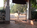 While eating breakfast this cow tries to surreptitiously sneak into the restaurant through the front gate. The owners, apparently knowing the cow, shoed it away.