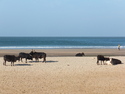 Cows on kudle beach