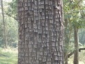 Crocodile skin tree