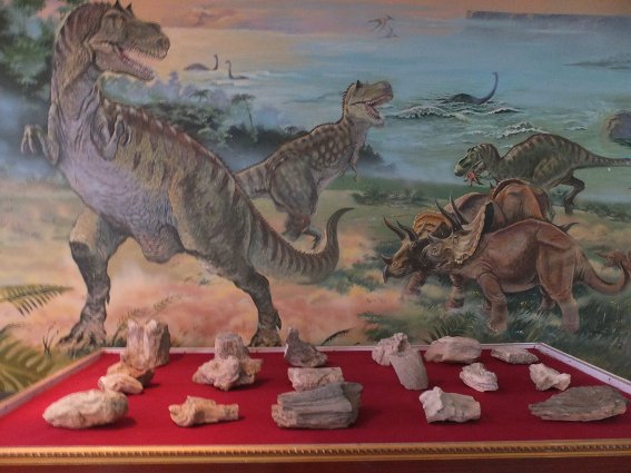 Dinosaur bones in Sainshand museum