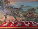 Dinosaur bones in sainshand