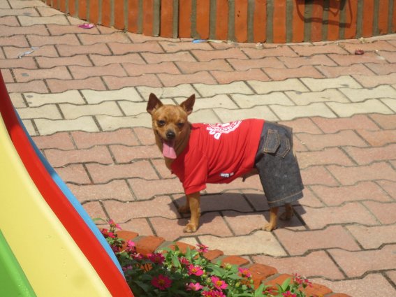 A dog with pants on