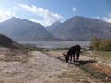 Donkey overlooking afganastan mountains