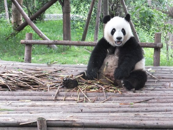 Giant Panda