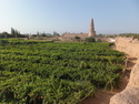 Grape field in front of the emin minaret