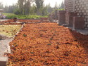 Grapes drying on a roof