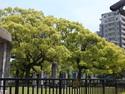 Green trees at ground zero in hiroshima