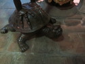 Grumpy turtle