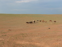 Horses on mongolian contryside