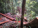 Illegal logging in gunung palung