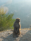 Innocent looking roadside monkey