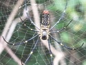 Lamma island spider