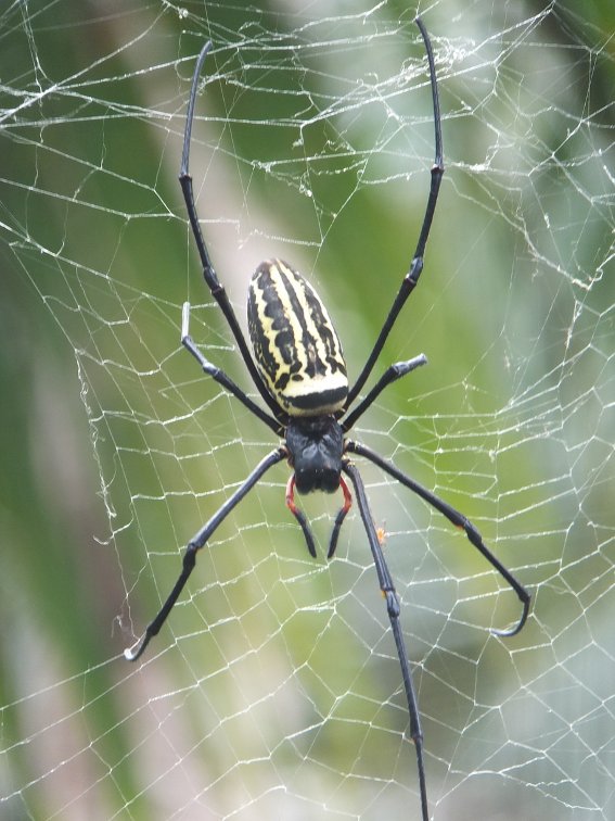 One of many large spiders in the village
