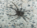 Large spider in jinfeng