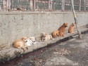 Line of dogs on the curb