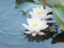 Lotuses at ritsurin garden