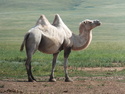 Mongolian camel