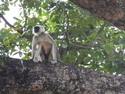 Monkey chilling in tree