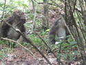 Monkeys at huangshan