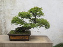 More bonsai in suzhou