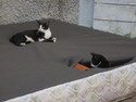 Morning kittens in mattress